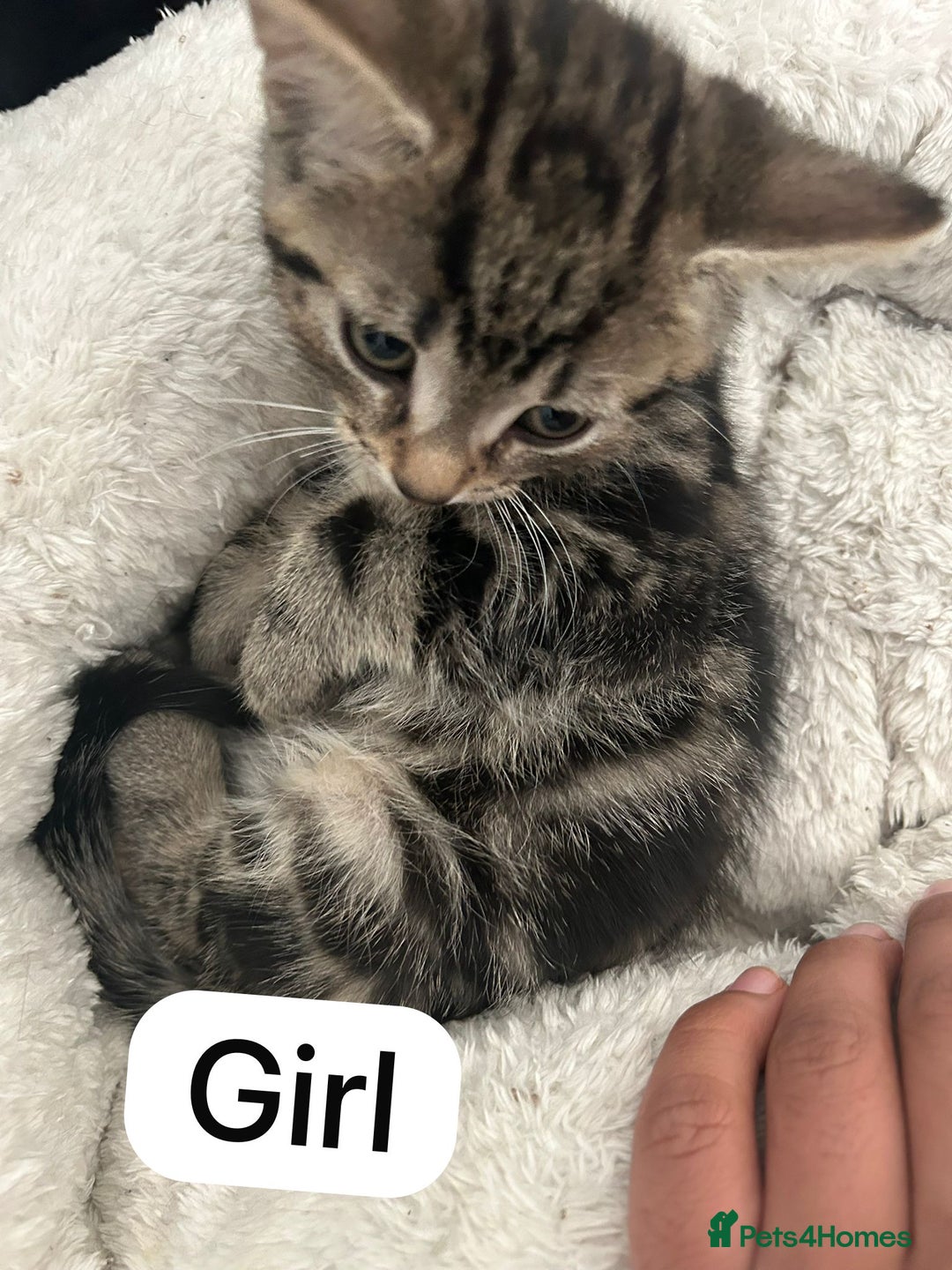 Mixed Breed cats for sale: Litter of 6 beautiful kittens - Image 8