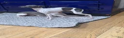 Italian Greyhound dogs for sale: Outstanding FEMALE LEFT REDUCED  - Advert 2
