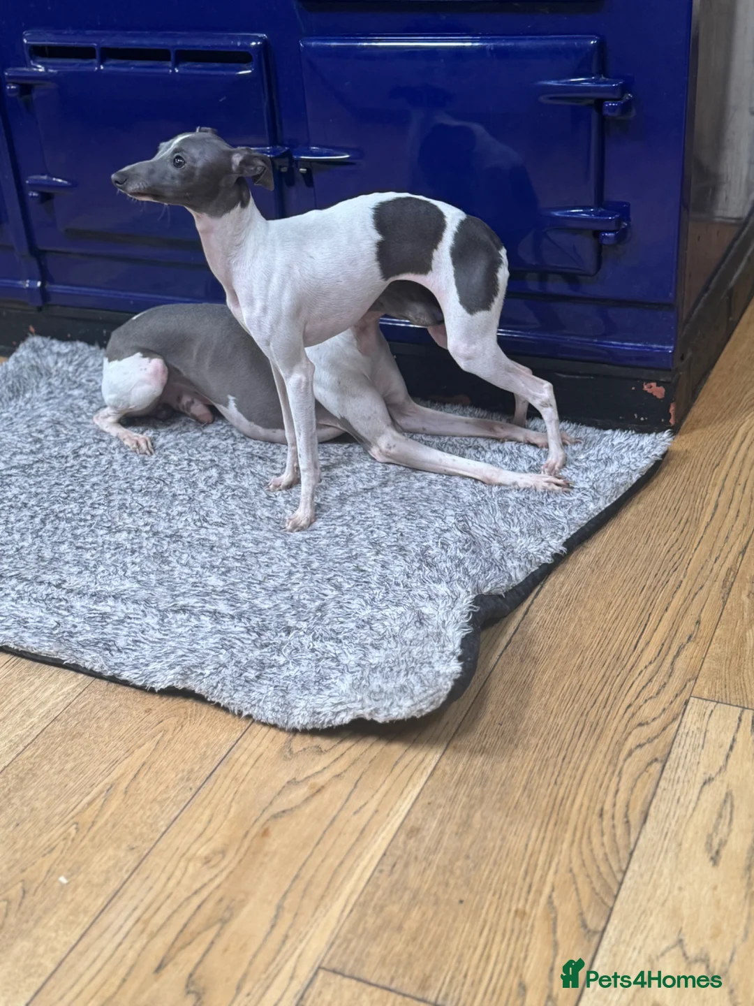 Italian Greyhound dogs for sale: Outstanding FEMALE LEFT REDUCED  - Advert 2
