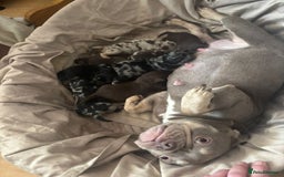 Mixed Breed dogs for sale: Froodle pups - Image 12