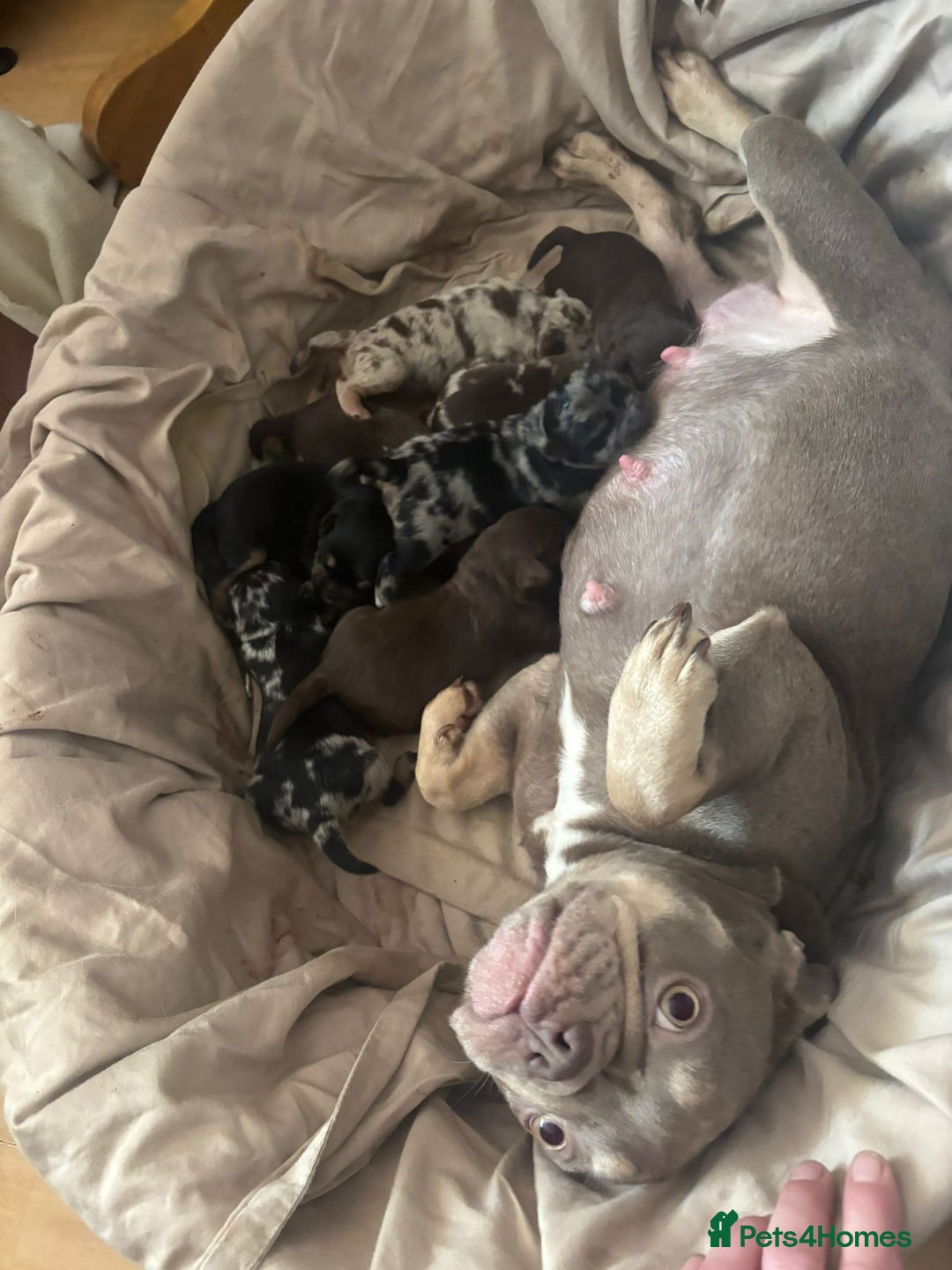 Mixed Breed dogs for sale: Froodle pups - Image 12