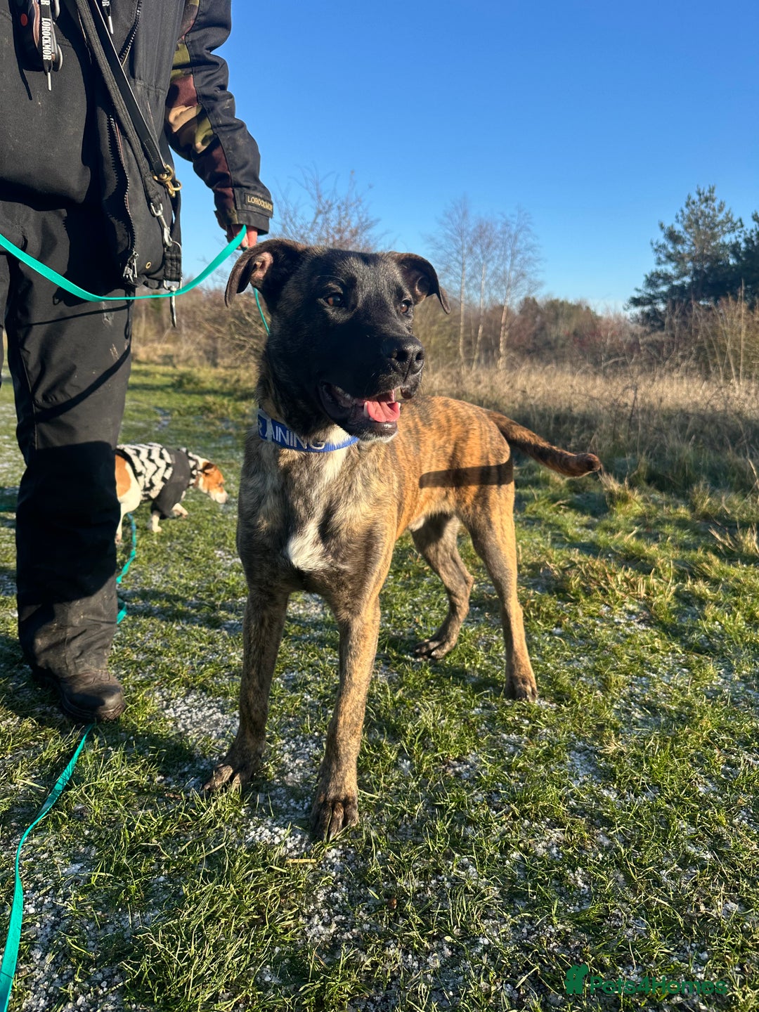 Mixed Breed dogs for sale: Joey - 8m old BullHerder - Advert 3