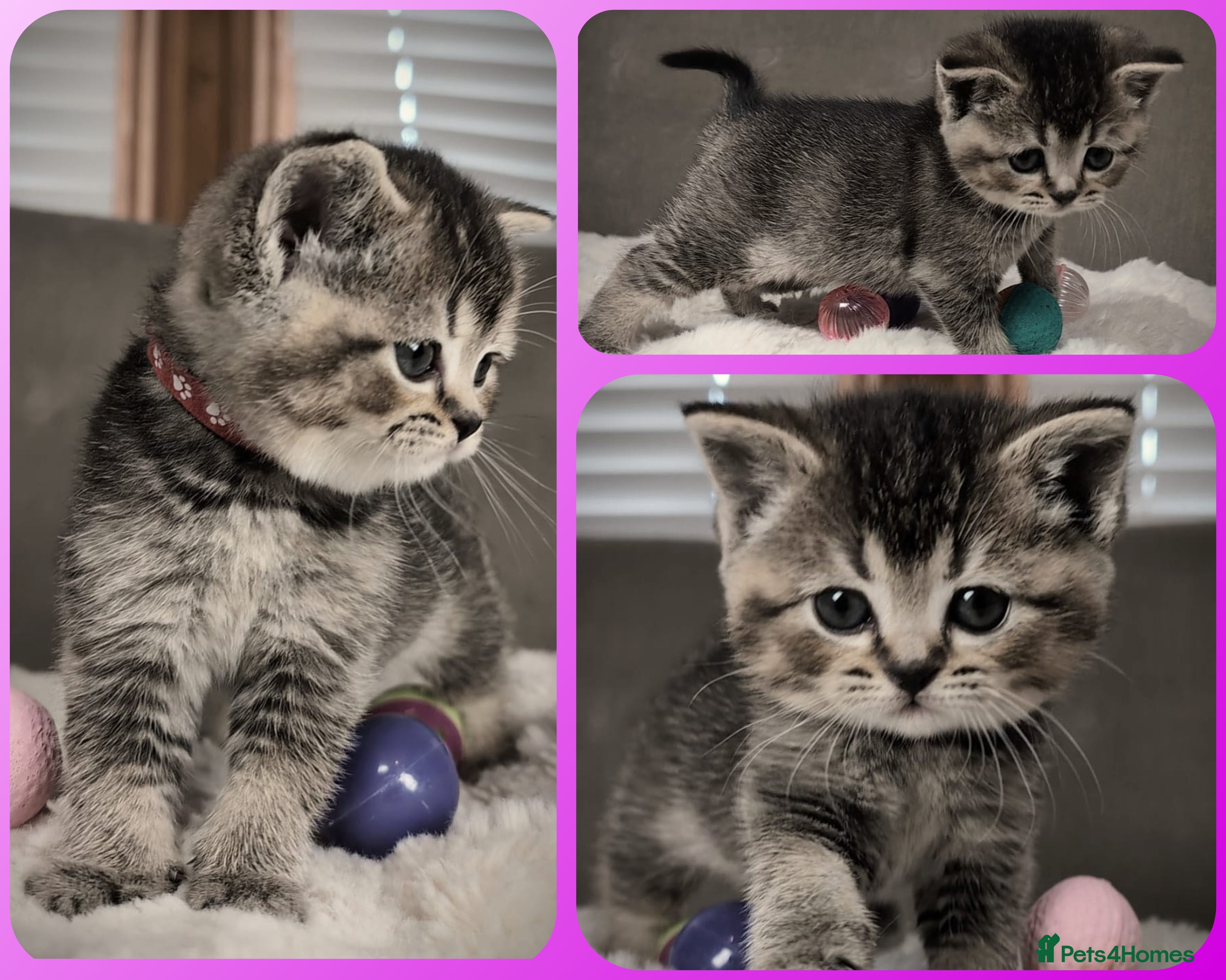 British Shorthair cats 🟥LAST KITTEN❣️ BSH 🩷 READY to GO - Advert 13