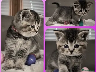 British Shorthair cats 🟥LAST KITTEN❣️ BSH 🩷 READY to GO - Advert 13