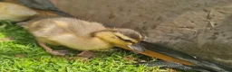 Ducks poultry for sale: 6 call ducklings 2 weeks old - Advert 1