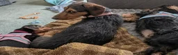 Mixed Breed dogs for sale: Miniature Dauschund/Dorkie pups - Advert 4