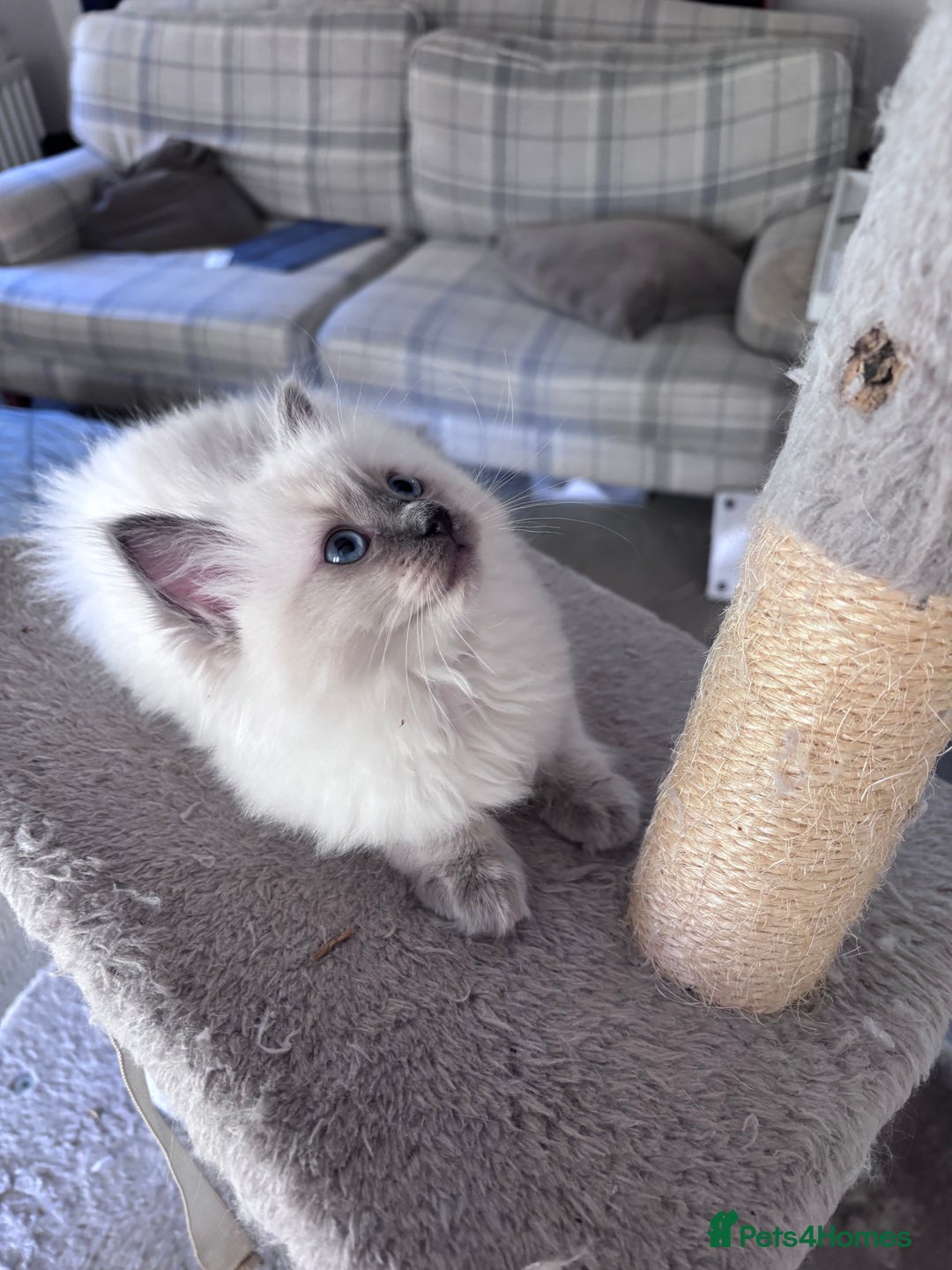 Ragdoll cats for sale: 4 Ragdoll kittens looking for their  forever home - Image 11