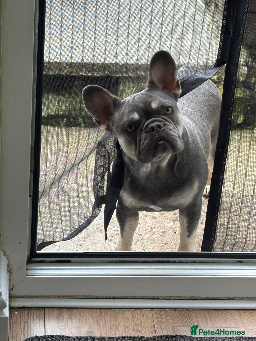 French Bulldog dogs for sale: French bulldog - Advert 2