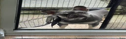 French Bulldog dogs for sale: French bulldog - Advert 2
