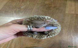 Pygmy Hedgehog rodents for sale: Lesser Tenrec - Image 3
