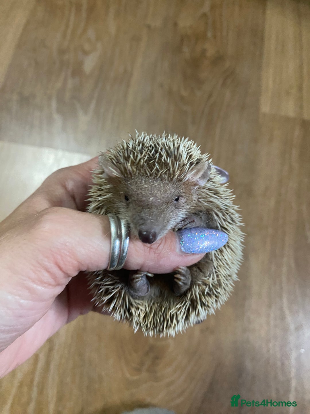Pygmy Hedgehog rodents for sale: Lesser Tenrec - Image 3