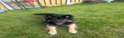 German Shepherd dogs for stud: Bear  in Egremont - Advert 4