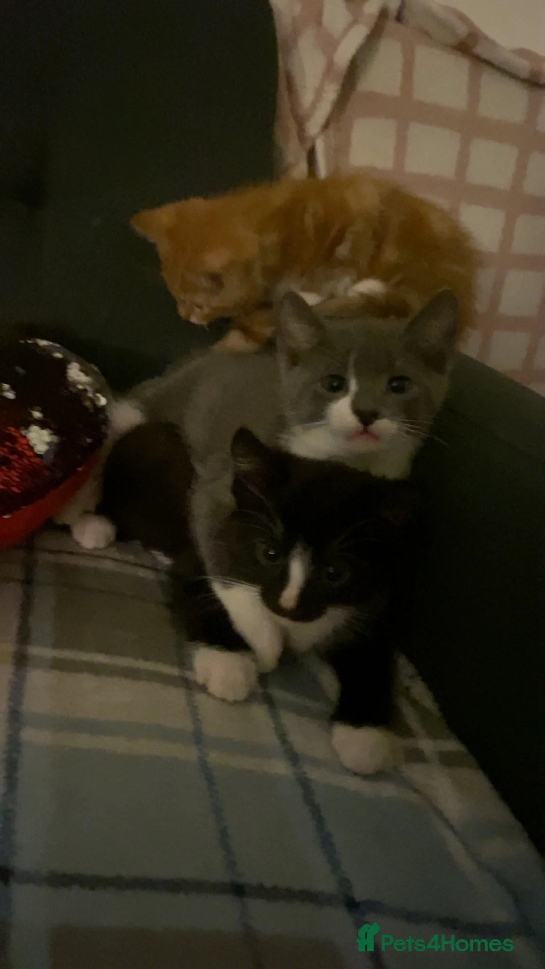 Mixed Breed cats for sale: Ready for forever home 🩵🩷❤️🖤 - Advert 2
