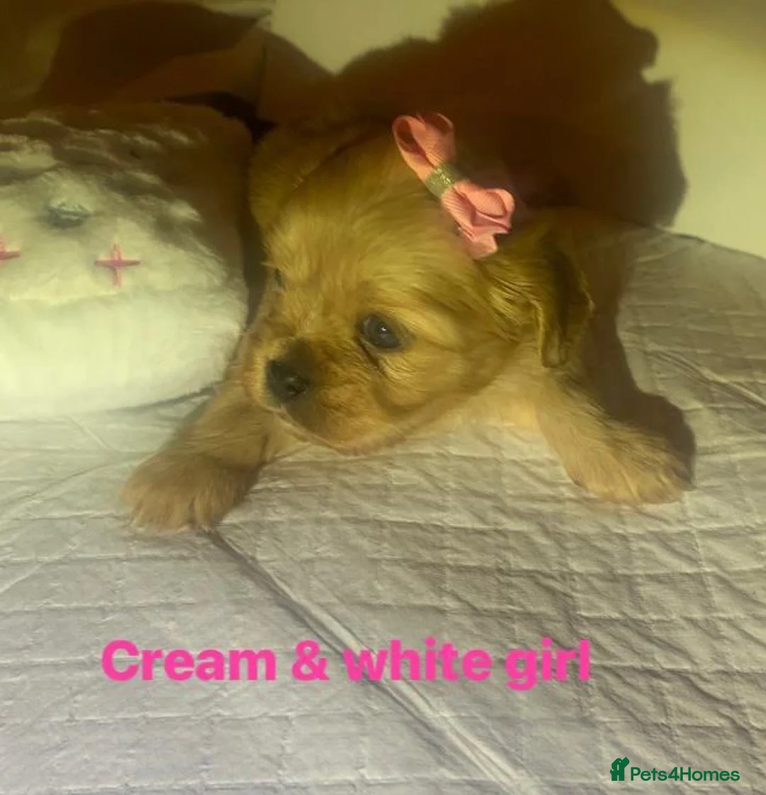 Shih Tzu dogs for sale: Imperial shih tzu  - Advert 13