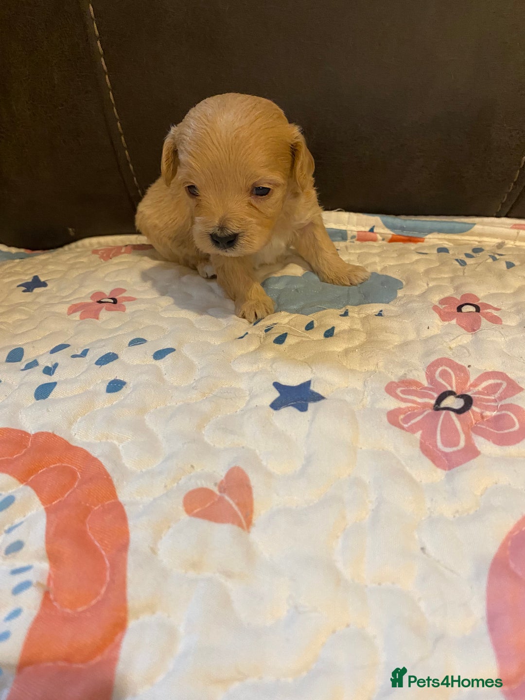 Maltipoo dogs for sale: Adorable Maltipoos Puppies  - Advert 19