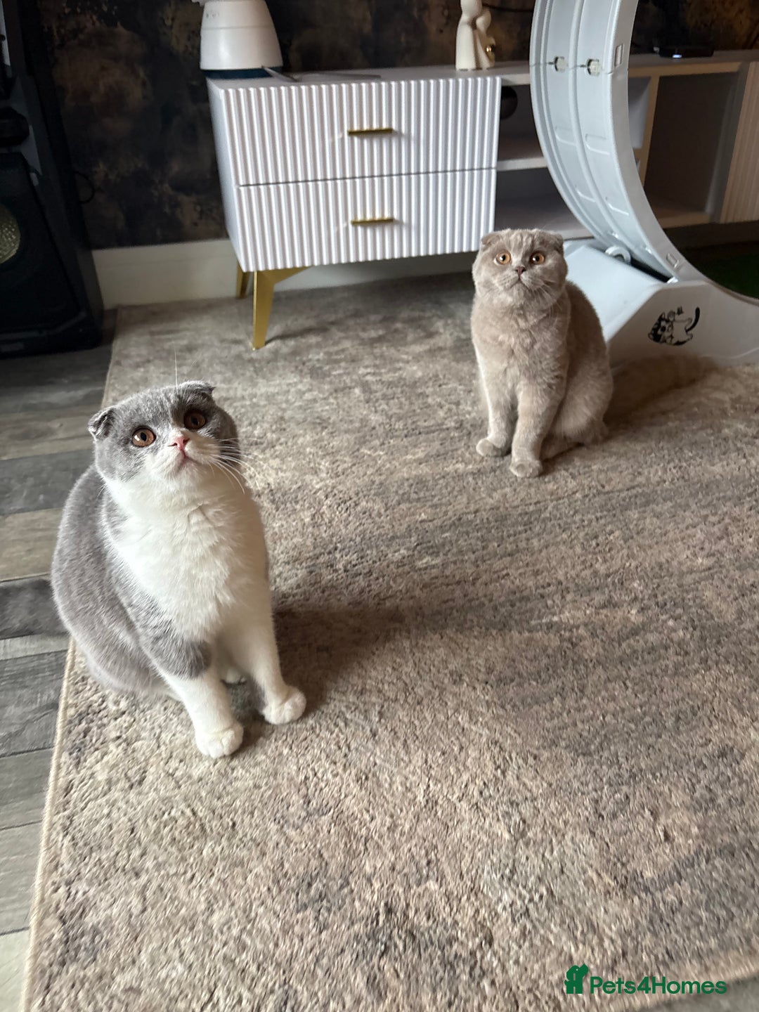 Scottish Fold cats for sale: Scottish fold’s - Advert 10
