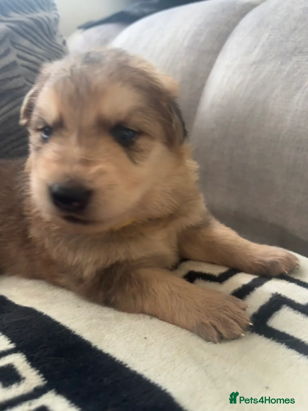German Shepherd dogs for sale: Long haired German shepherd puppies  - Advert 37
