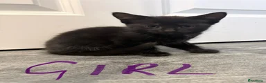 Prowl