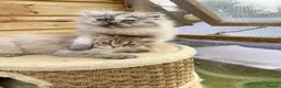 Persian cats for sale: BEAUTIFUL DOLL FACE FULL PERSIAN LONG HAIR KITTEN - Advert 10