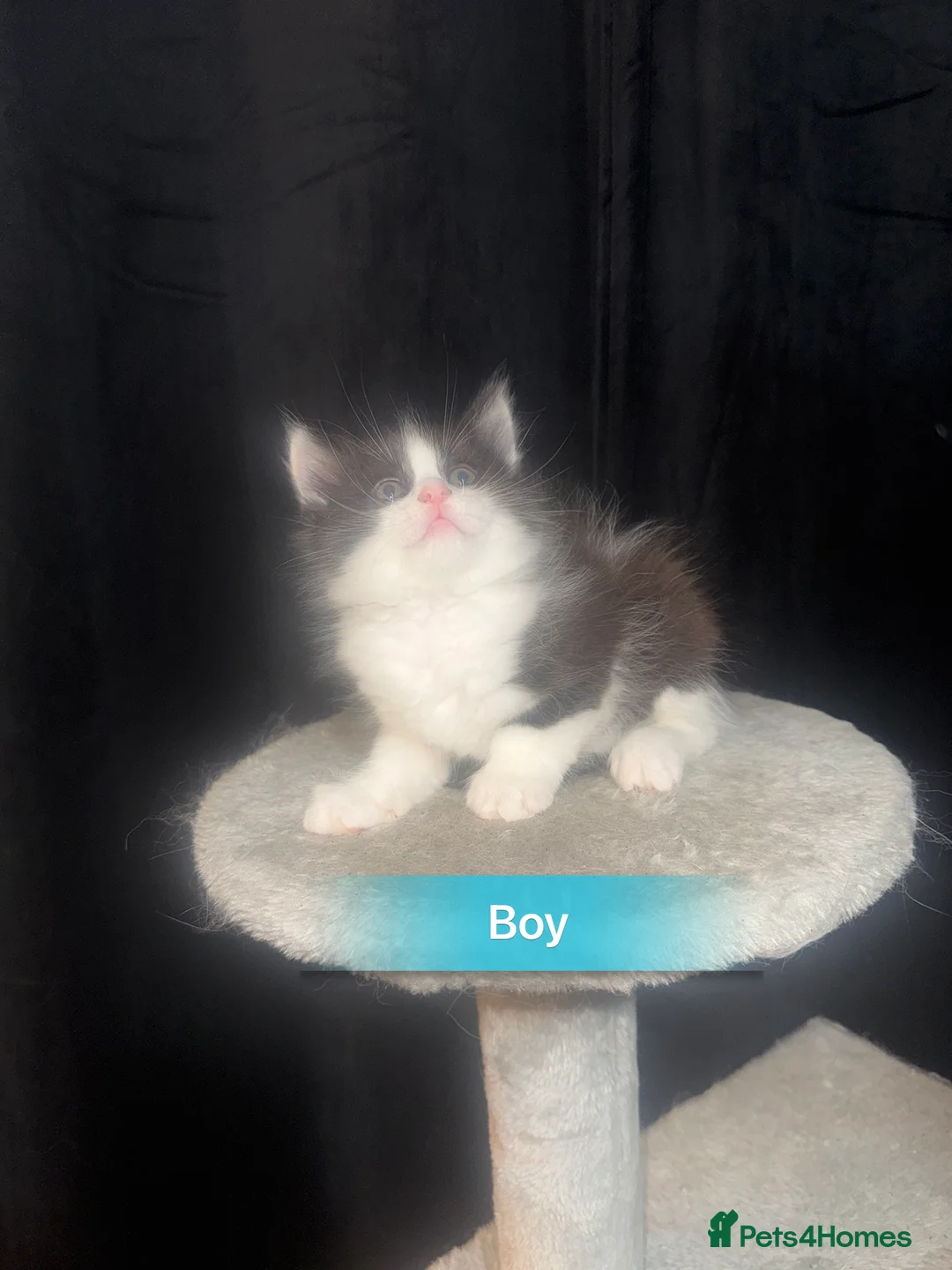 Mixed Breed cats for sale: Beautiful Chucky kittens for sale  - Advert 10