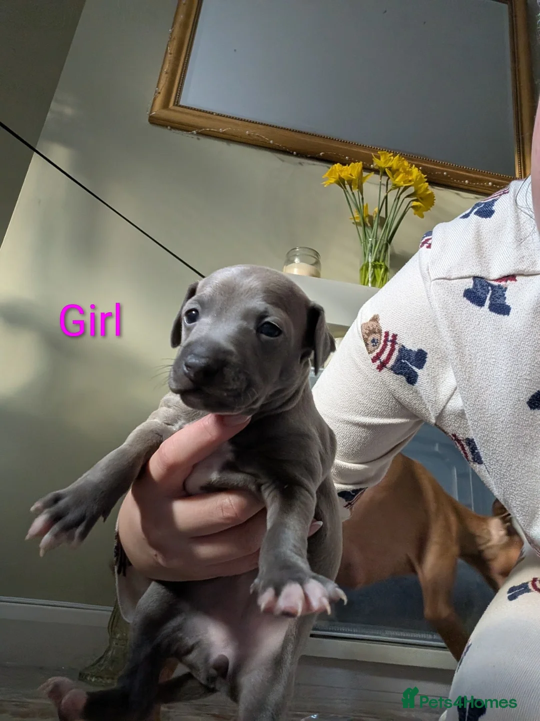 Italian Greyhound dogs for sale: Italian Greyhounds Raised in Loving Home - Advert 3