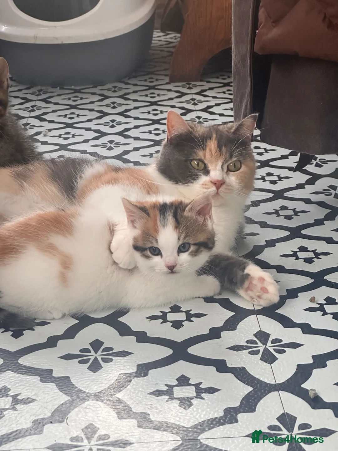 Mixed Breed cats for sale: Beautiful male tabby kitten  - Advert 4