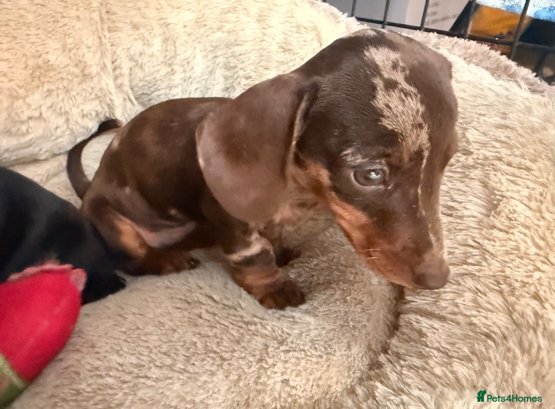 Miniature Dachshund dogs Very small smooth miniature daschund  - Advert 2