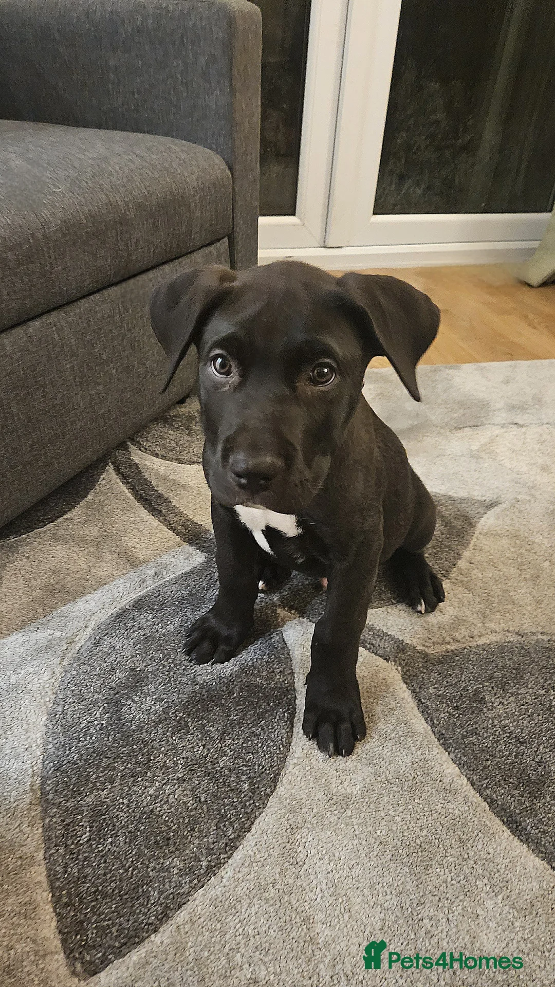 Mixed Breed dogs for sale: Last boy, 10 weeks, ready- Husky/CorsoXAkita/Staff - Advert 2