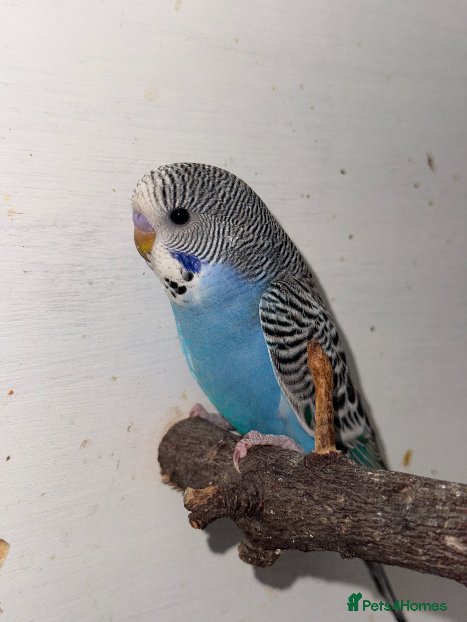 Budgerigars birds Baby Budgies 8 weeks - Advert 17