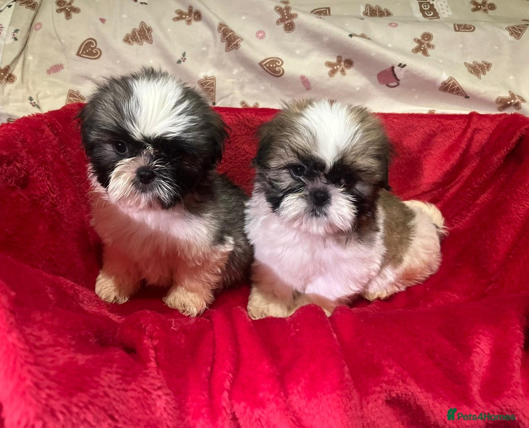 Shih Tzu dogs for sale: Shih Tzu puppy's  - Advert 1
