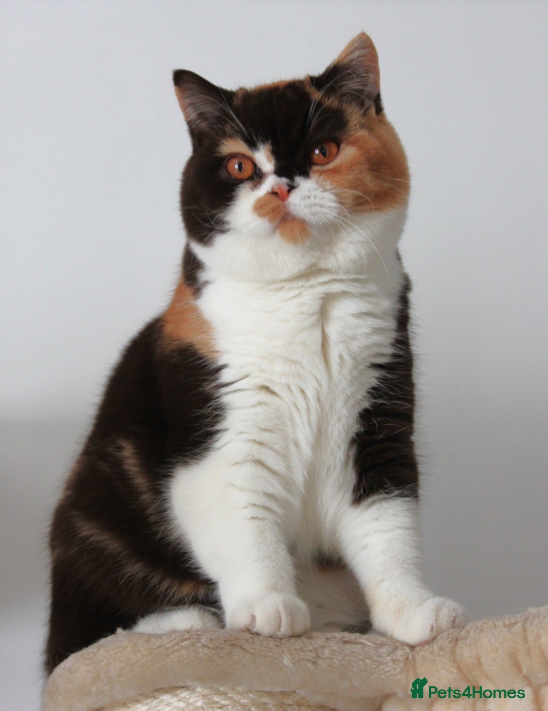 British Shorthair cats 🏆 Champion Retired British Shorthair Girl 👑 - Advert 14