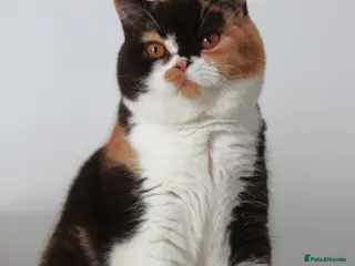 British Shorthair cats 🏆 Champion Retired British Shorthair Girl 👑 - Advert 14