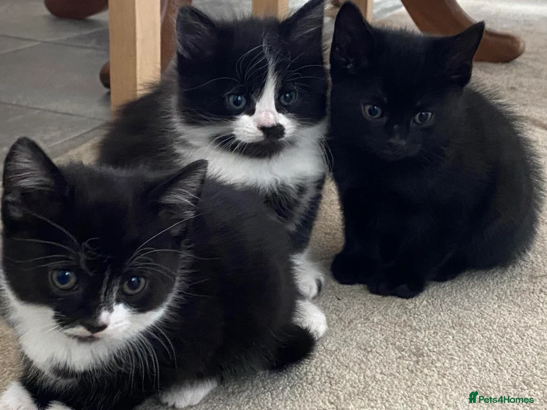 Mixed Breed cats for sale: Domestic kittens that are looking for home ❤️ in Peterborough - Advert 1