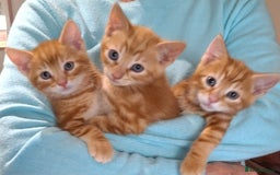 Mixed Breed cats for sale: Amazing, beautiful kittens 3 boys, 2 girls - Image 24