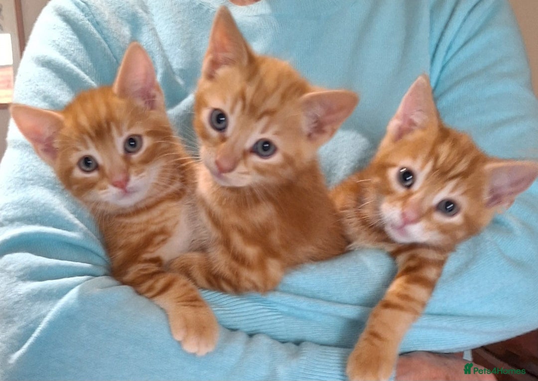 Mixed Breed cats for sale: Amazing, beautiful kittens 3 boys, 2 girls - Image 24