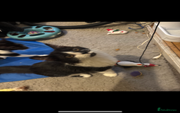 British Longhair cats for sale: Rescue kittens🧡 - Image 29