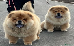 Chow Chow dogs for sale: Kc Registered Chow Chow Pups - Image 18