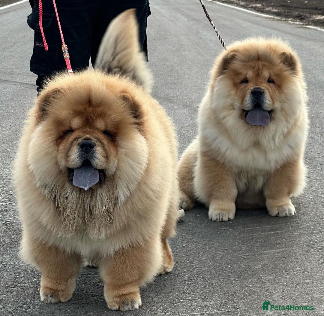Chow Chow dogs for sale: Kc Registered Chow Chow Pups - Image 18