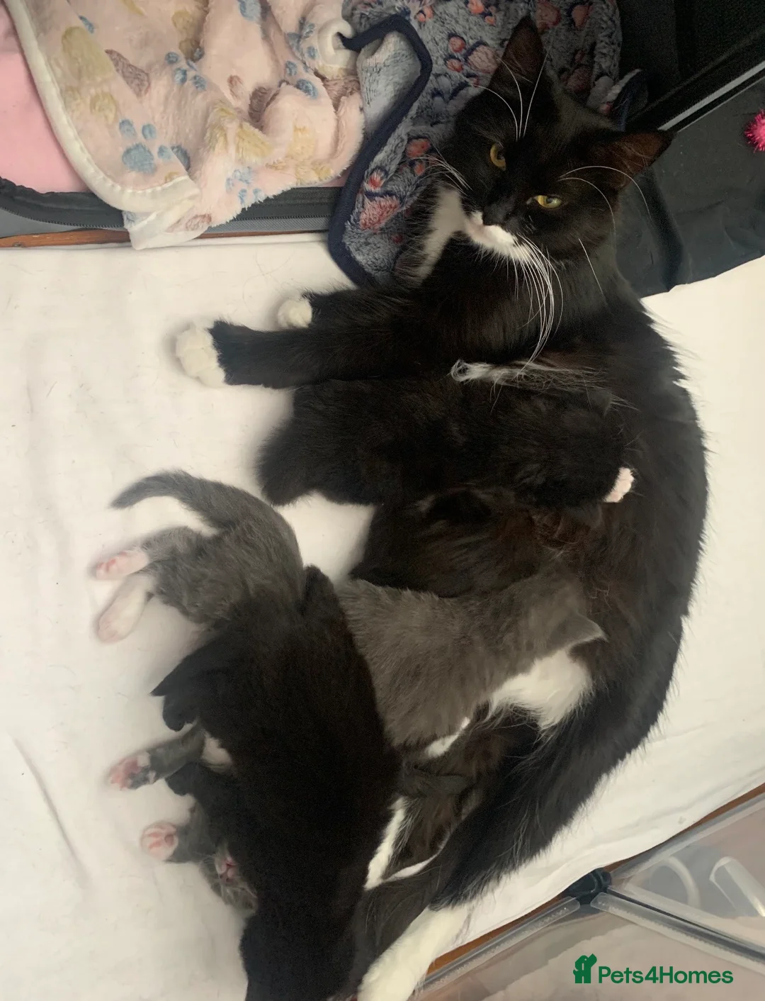 Ragdoll cats for sale: Ragdoll kittens fluffy / silky fur  - Advert 1