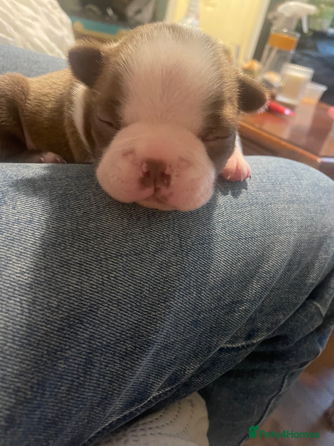 Boston Terrier dogs for sale: 1 brown boy Boston puppy available now  - Advert 6