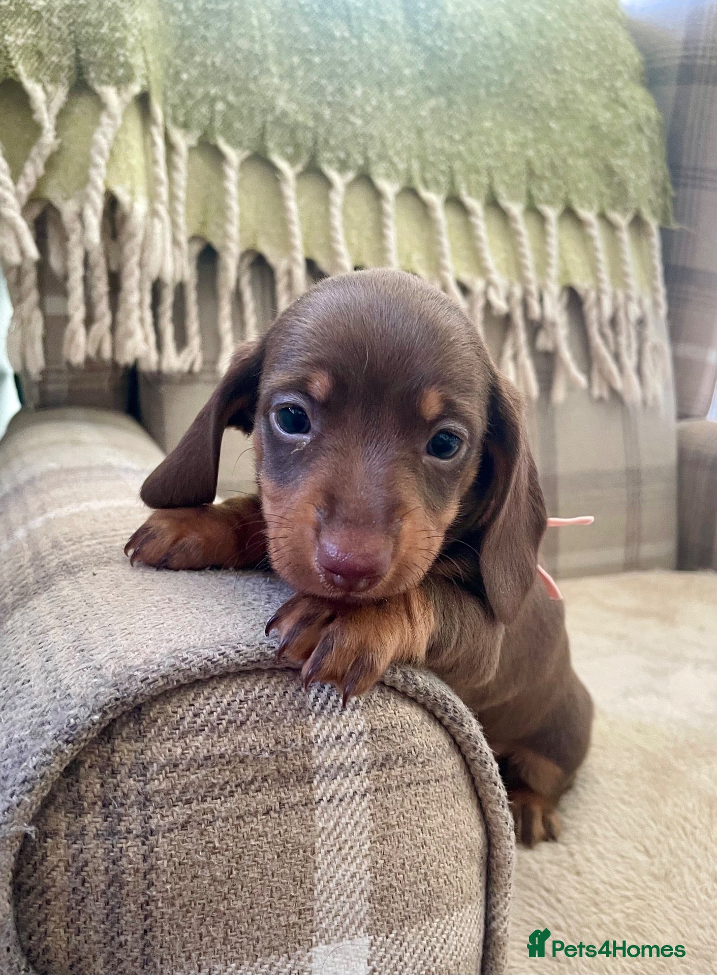 Miniature Dachshund dogs KC reg ‘breed standard’ Mini Dachshund puppies - Advert 2