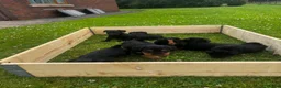 Mixed Breed dogs for sale: 3/4 welsh terrier 1/4cocker spaniel puppys - Advert 4