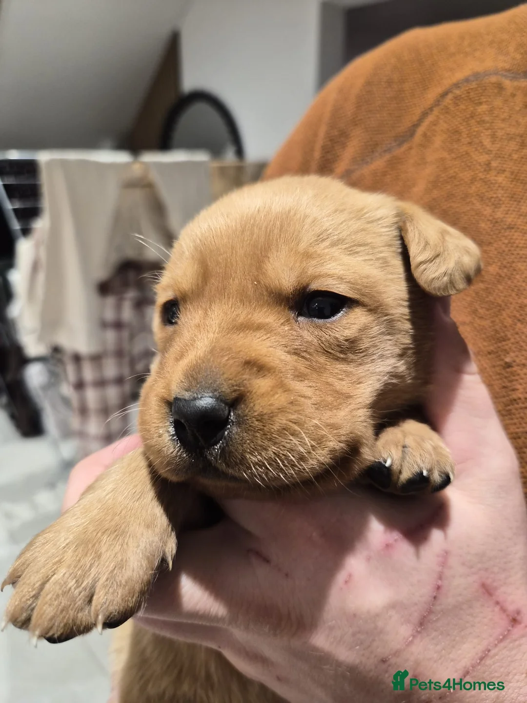 Labrador Retriever dogs for sale: Beautiful Labrador Retriever Puppies for Sale - Advert 8