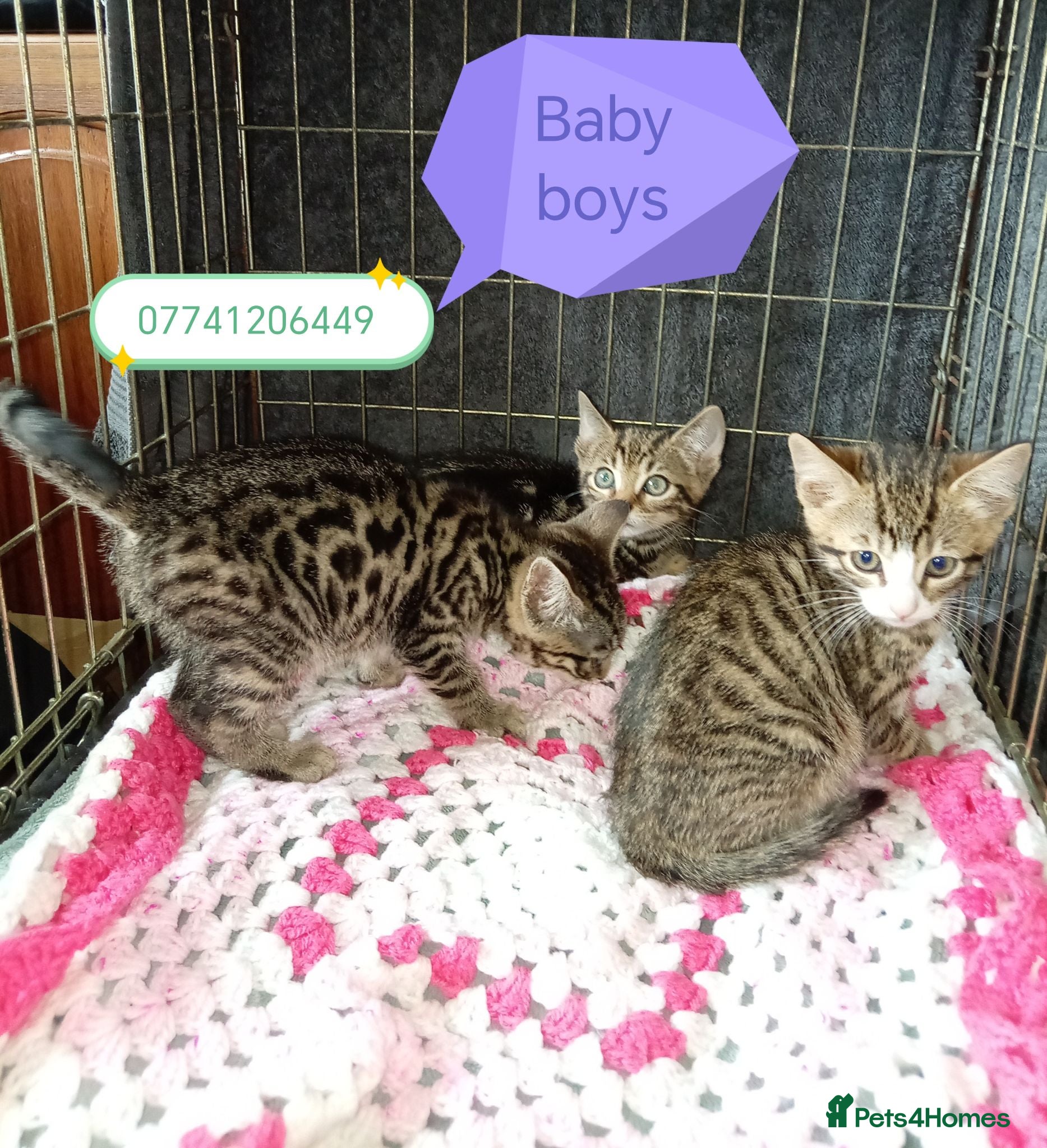 Bengal cats Bengal x kittens  - Advert 15