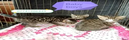 Bengal cats for sale: Bengal Cross kittens  - Advert 2