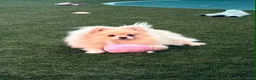 Pomeranian dogs for sale: beautiful pomeranian  - Advert 1