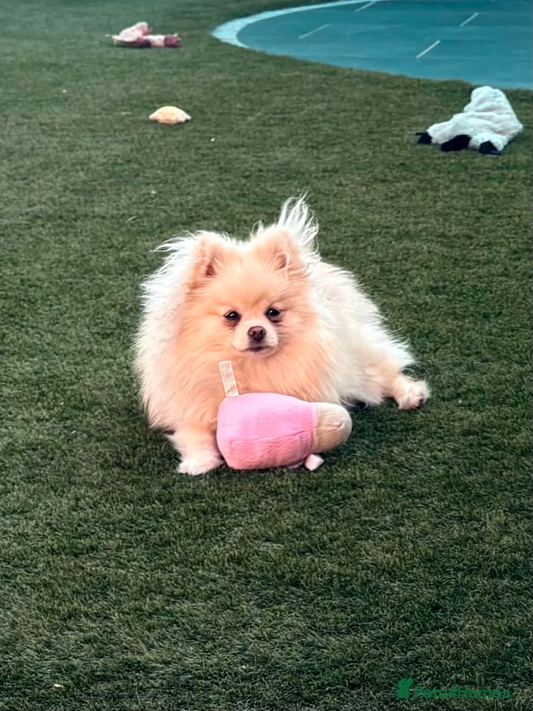Pomeranian dogs for sale: beautiful pomeranian  - Advert 1