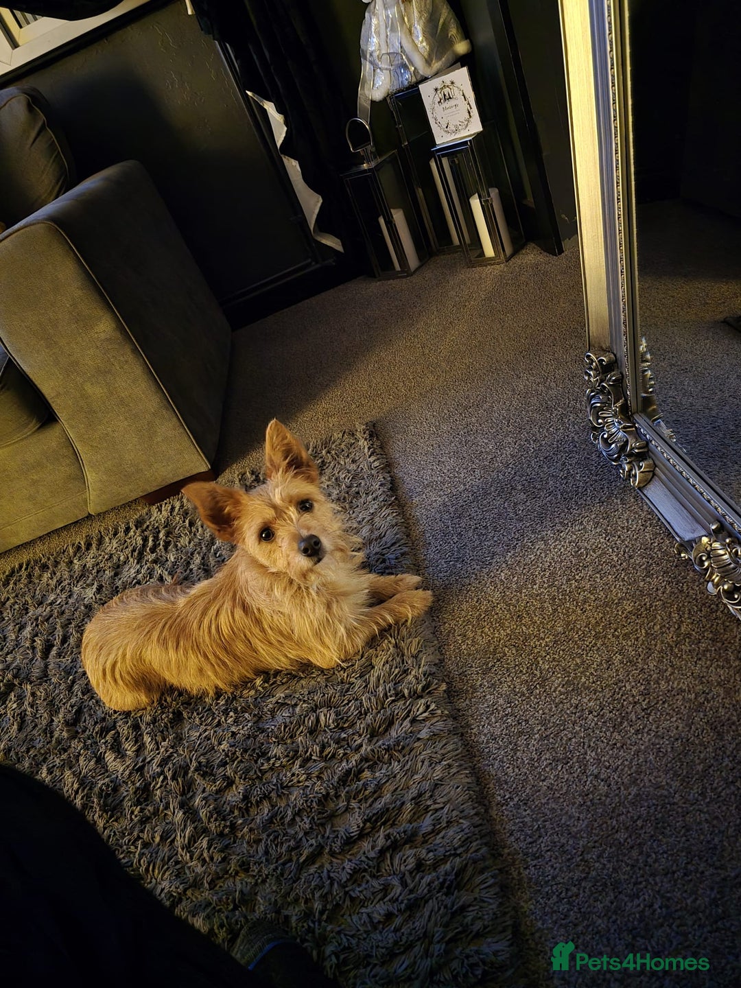 Mixed Breed dogs for sale: Beautiful Jack Russel X Chihuahua  - Advert 1