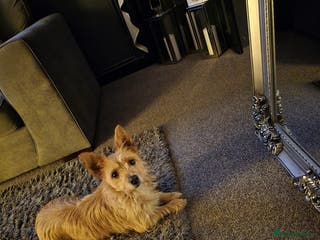 Mixed Breed dogs Beautiful Jack Russel X Chihuahua - Advert 4