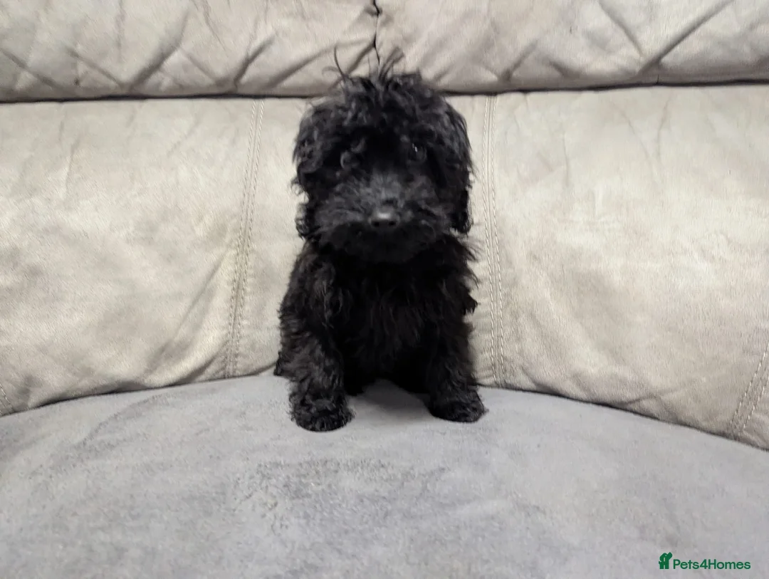 Cockapoo dogs for sale: 🐶 Black Girl (Tiny) 🐶 - Advert 9